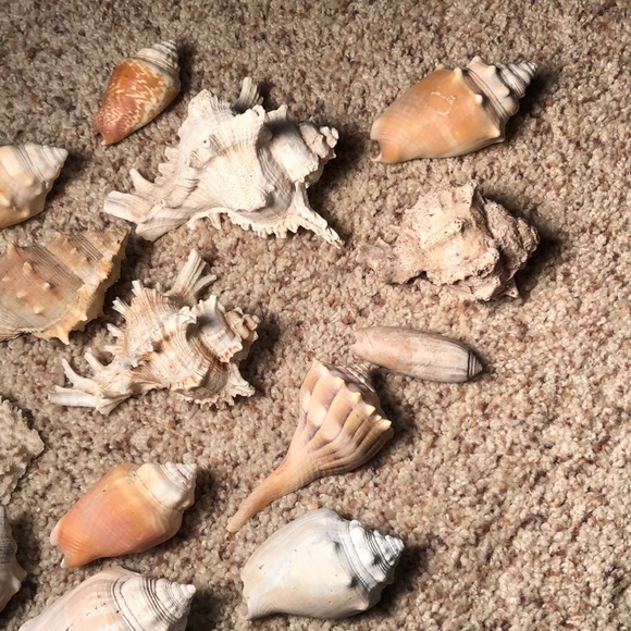 Collection of Seashells - Picture 3 of 4